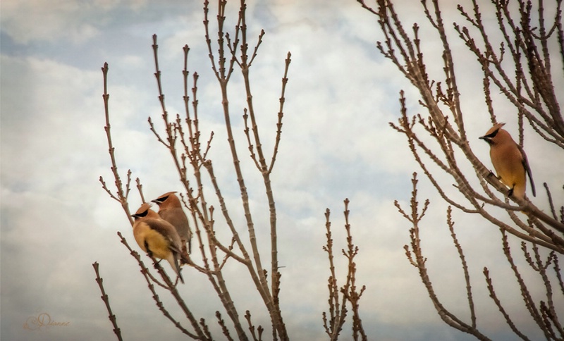 Visiting Waxwings