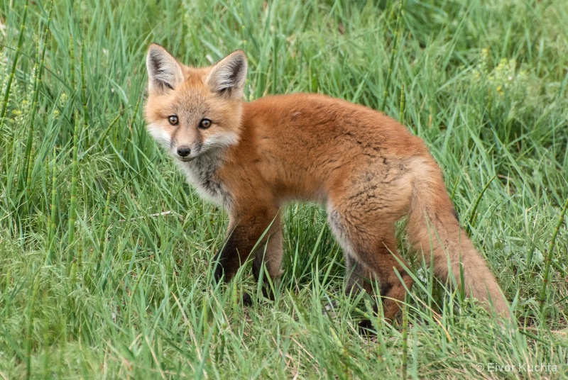 Little sweet fox