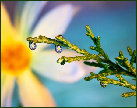 Daisy Refracted