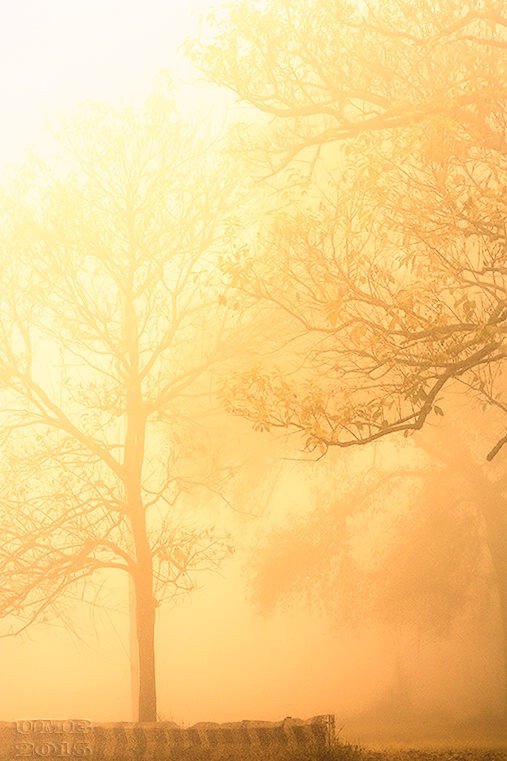 Sunny Fog