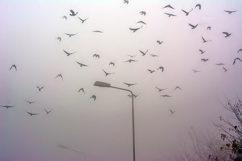 Ravens in Fog