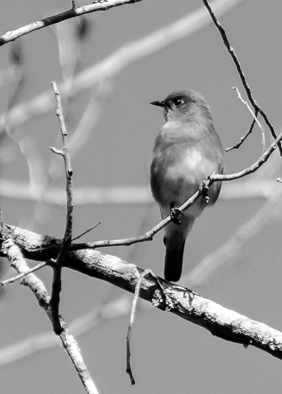 Eastern Bluebird