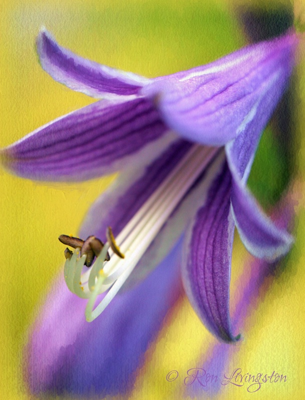 Unknown Glory Flower 