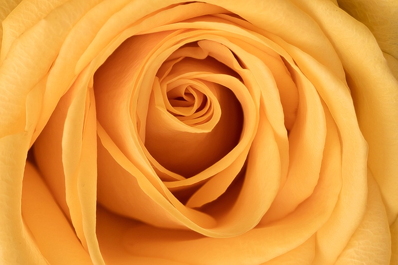 Yellow Rose of Texas