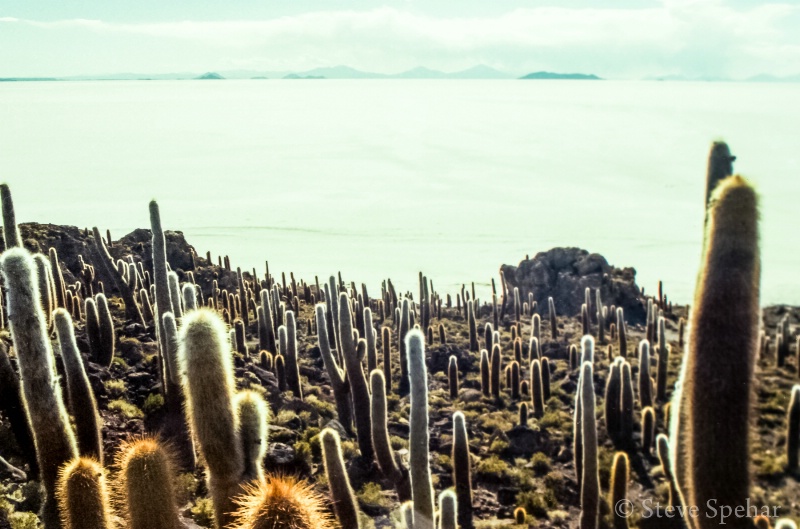 Island of Cactus