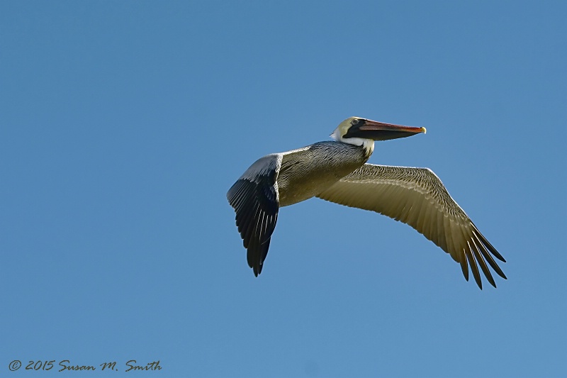 Pelican in Flight II