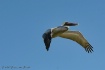 Pelican in Flight...