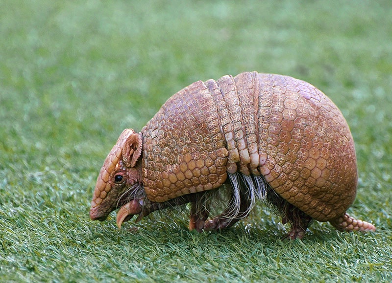 Three Banded Armadillo