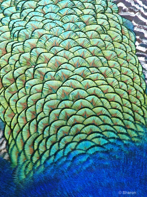 Peacock Plumes