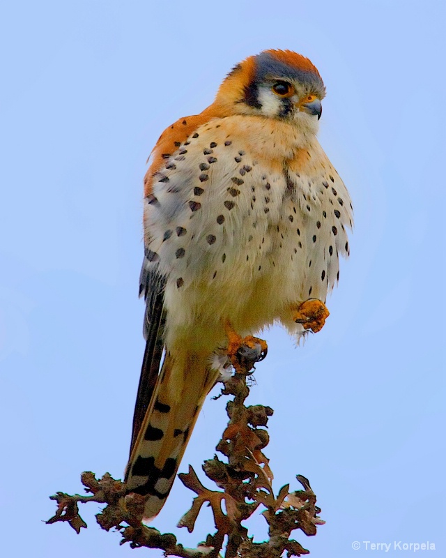 American Kestrel (male) - ID: 14816566 © Terry Korpela