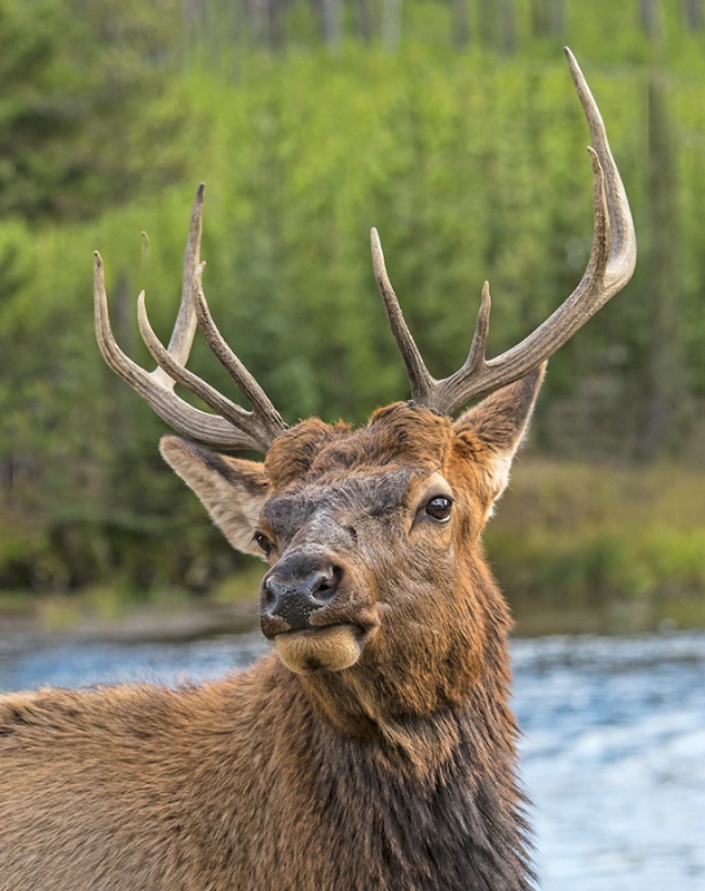 Bull Elk Posing     