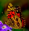 Nature's Beau...