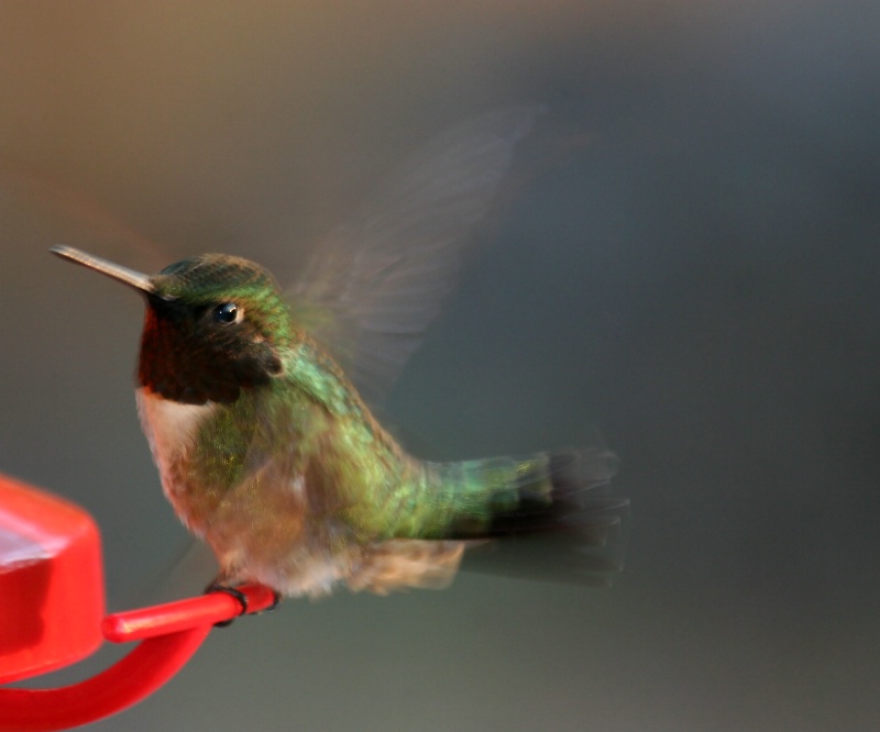 Hummingbird (Ruby-throated)