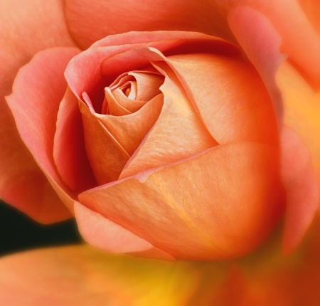 Orange Rose