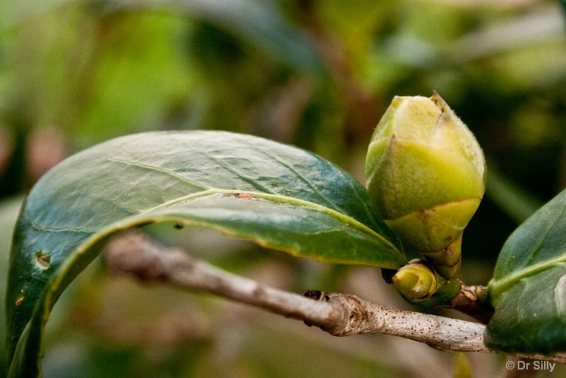 This Buds for You