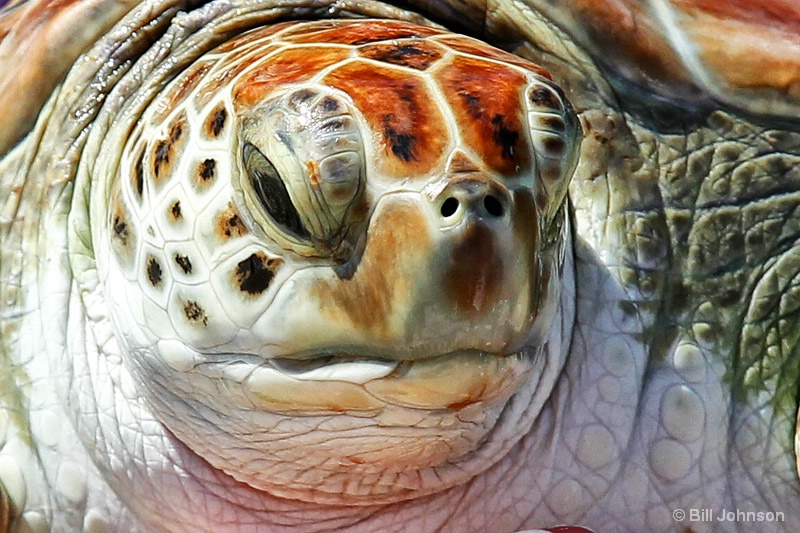 Sea Turtle at rest