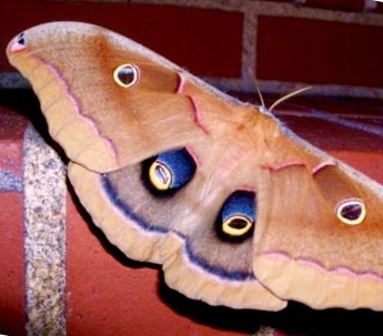Prometheus Moth