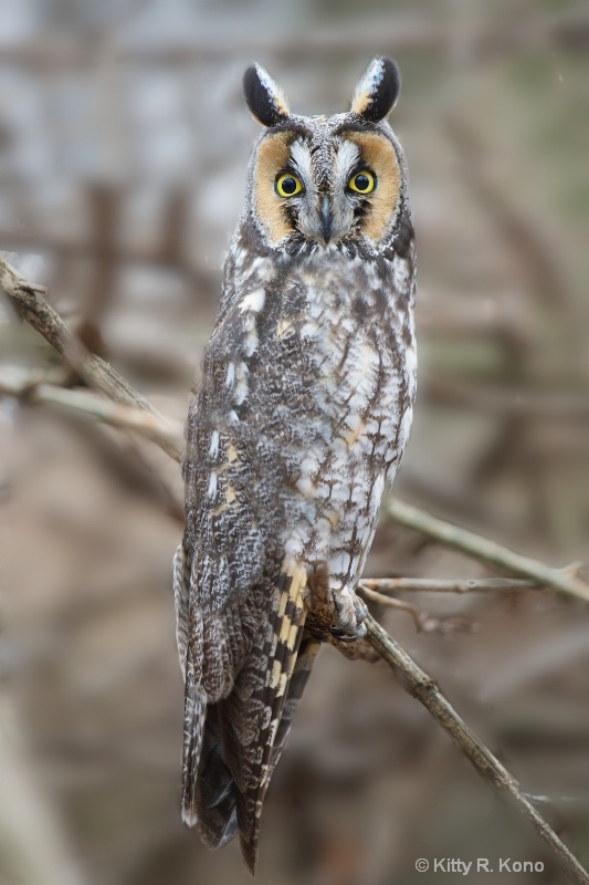 Beautiful Long Eared Owl
