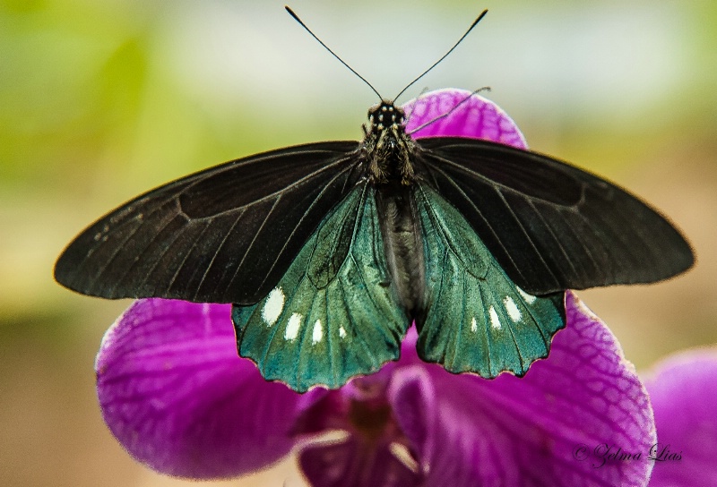 Butterfly Resting on Orchid