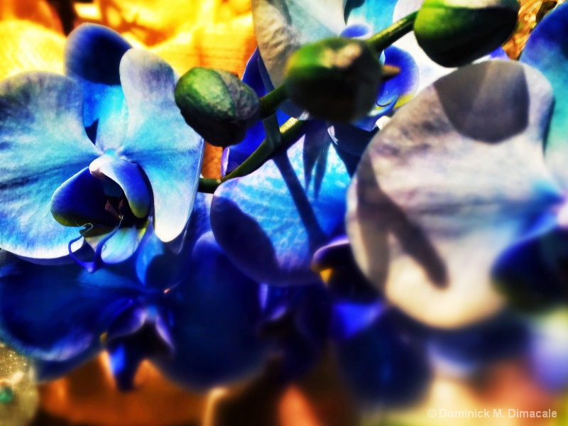 ~ ~ BLUE ORCHIDS ~ ~
