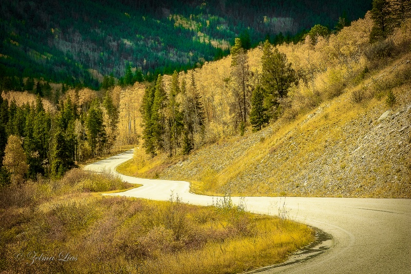 Golden Autumn in Colorado