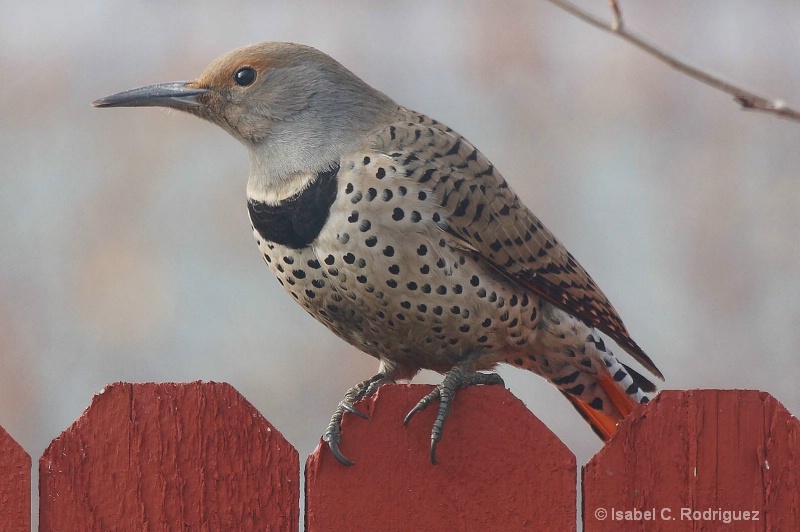 Flicker on a Fence