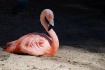 Flamingo Shade 