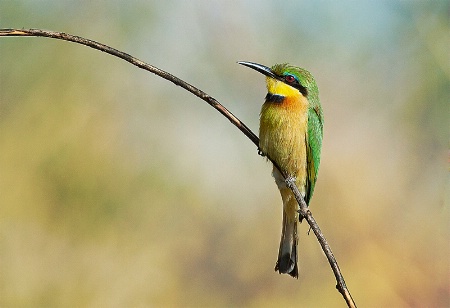 African Bee Eater