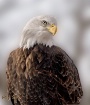 Eagle portrait