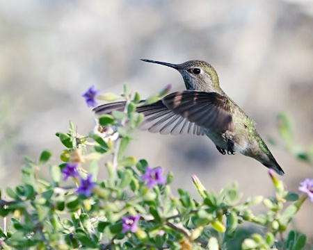 Humming Bird