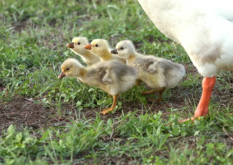 Git Along Little Goslings...