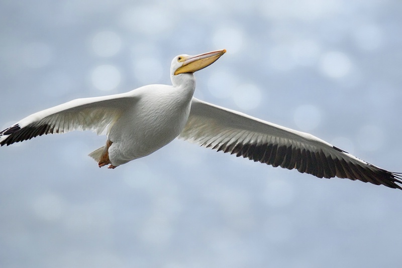 Pelican Flyover