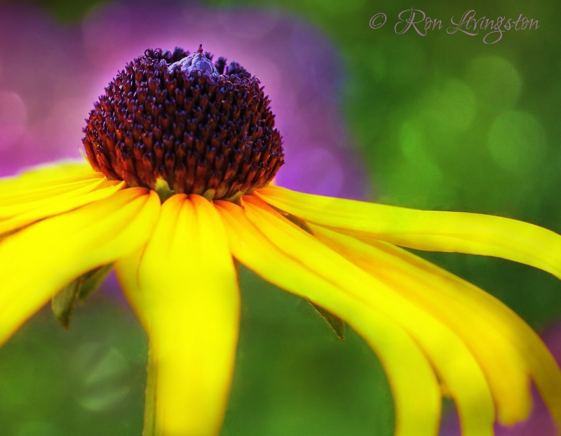 Coneflower 