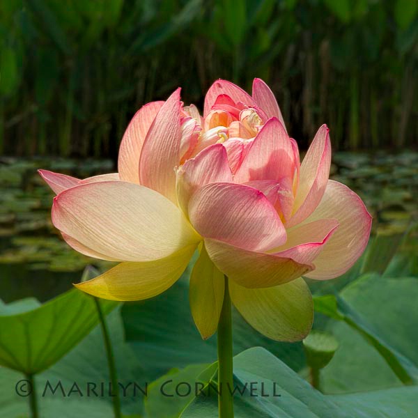 Lotus Beauty 