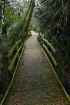 Forest Boardwalk