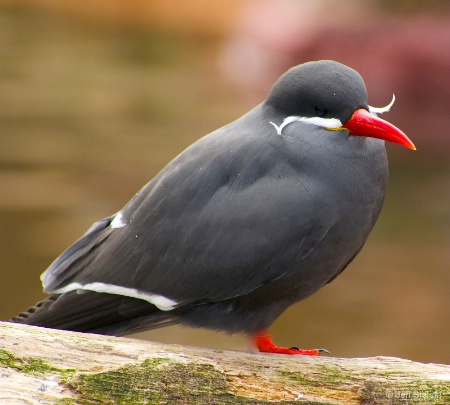 Looking Cool!!   Inca Tern