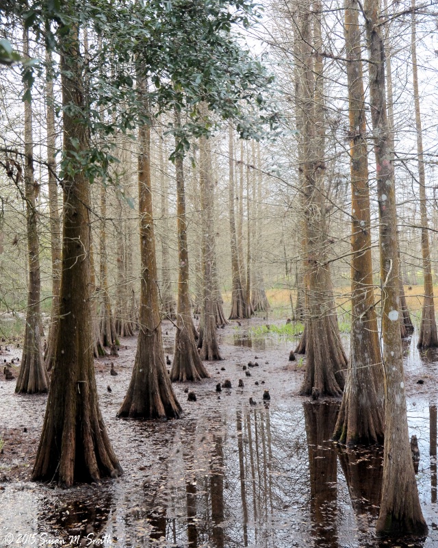 Cypress Swamp