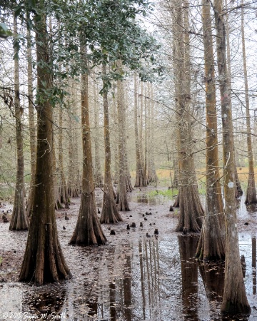Cypress Swamp