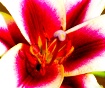 Oriental Lilly