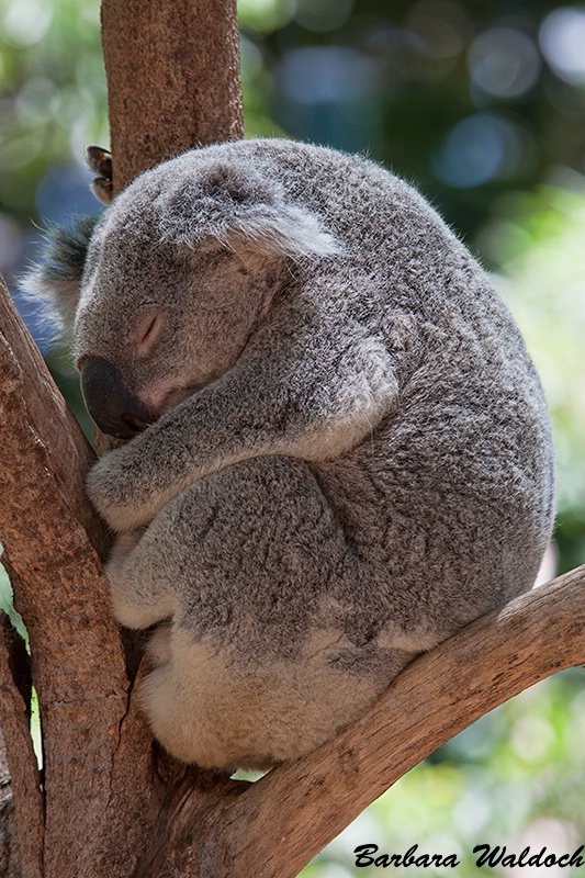 Happy Australia Day