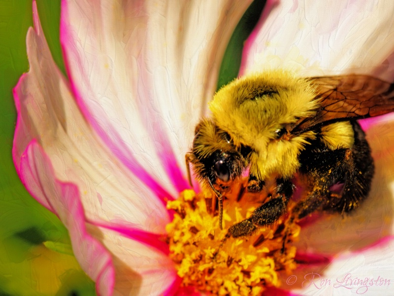 Cosmo Pollinator