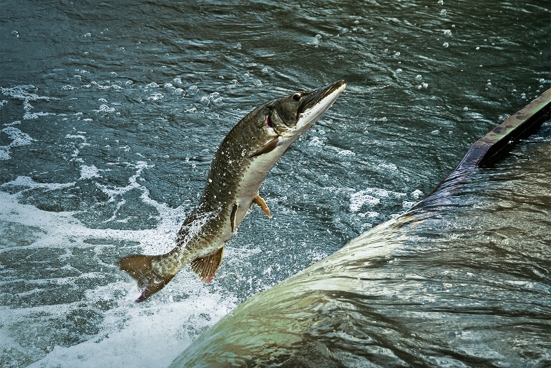 Migrating Muskie