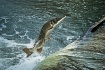 Migrating Muskie