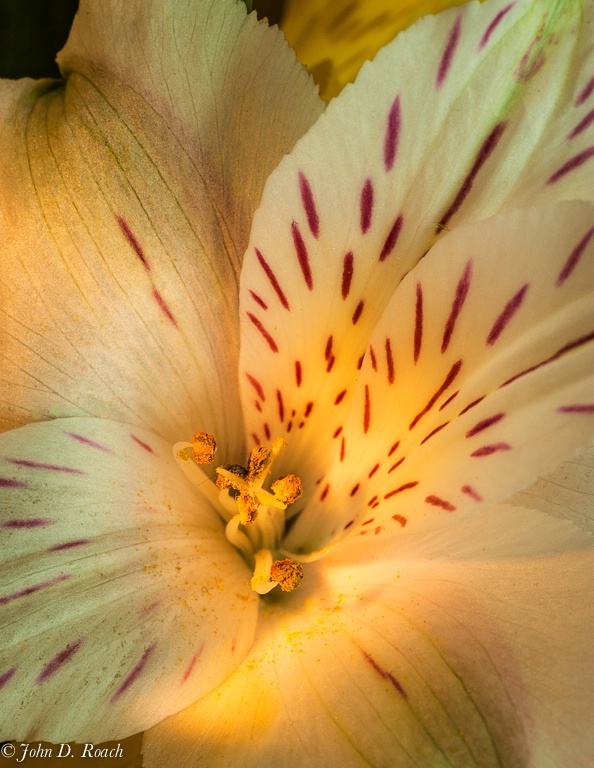 Alstroemeria - Lily of the Inca #3