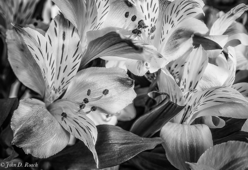 Alstroemeria - Lilies of the Inca