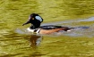 Male Hooded Merga...