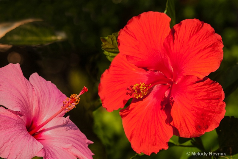 Red & Pink Hibiscus