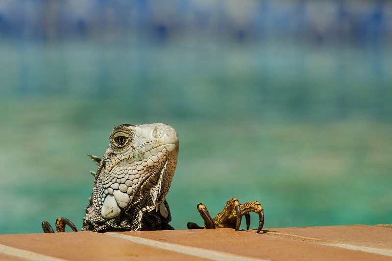 Time to get out of the Pool