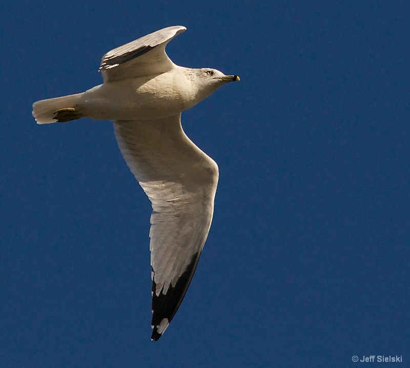 Cleared For Flight!!  Seagull In Flight 