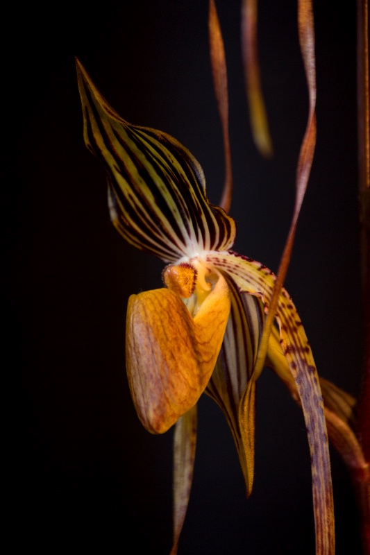 Paphiopedlum Venus Slipper Orchid